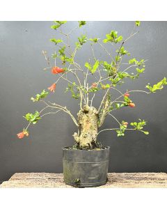 PRÉ BONSAI ROMÃ 1