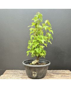 PRÉ BONSAI ACER TRIDENTE 1