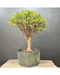 PRÉ BONSAI DE CAMBUÍ 1