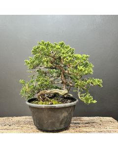 PRÉ BONSAI JACARÉ