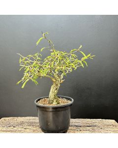 PRÉ BONSAI CALIANDRA SPINOSA 1