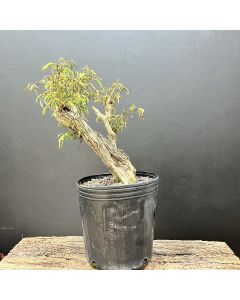 PRÉ BONSAI CALIANDRA SPINOSA 1