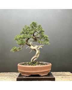 BONSAI DE SHIMPAKU KISHU 1