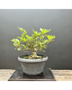 PRÉ BONSAI AZALEIA 1