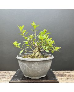 PRÉ BONSAI AZALEIA 1