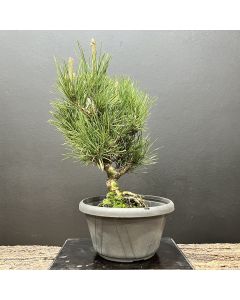 PRÉ BONSAI PINHEIRO NEGRO