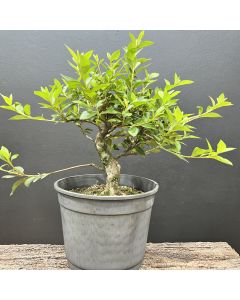 PRÉ BONSAI AZALEIA 1