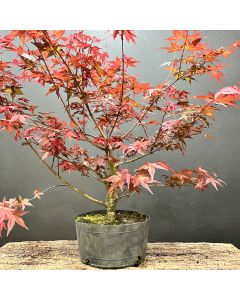 PRÉ BONSAI ACER DESHOJO 1