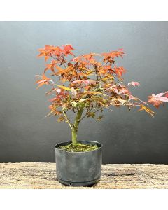 PRÉ BONSAI ACER DESHOJO 1