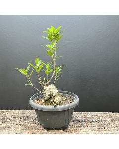 PRÉ BONSAI FICUS TIGER 1