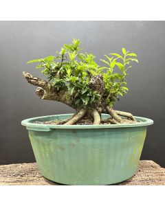 PRÉ BONSAI GUAJUVIRA 1