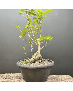 PRÉ BONSAI FICUS ORGANENSIS 1