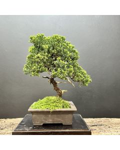 BONSAI DE PROCUMBENS 1