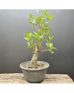 PRÉ BONSAI FICUS ORGANENSIS 1