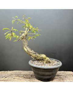 PRÉ BONSAI CALIANDRA SPINOSA 1