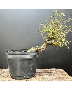 PRÉ BONSAI CALIANDRA SPINOSA 1