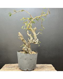 PRÉ BONSAI CALIANDRA SPINOSA 1