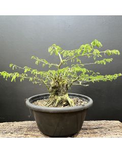 PRÉ BONSAI PITHECOLOBIUM TORTUM 1