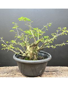 PRÉ BONSAI PITHECOLOBIUM TORTUM 1