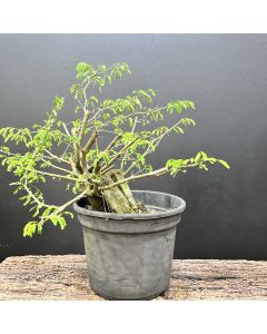 PRÉ BONSAI PITHECOLOBIUM TORTUM 1