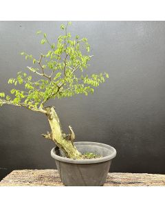 PRÉ BONSAI PITHECOLOBIUM TORTUM 1