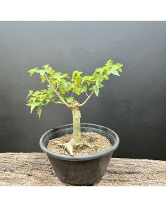 PRÉ BONSAI ACER TRIDENTE 1