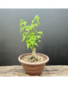 PRÉ BONSAI ACER TRIDENTE 1