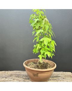 PRÉ BONSAI ACER TRIDENTE 1