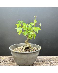 PRÉ BONSAI ACER TRIDENTE 1