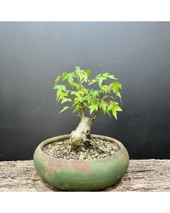 PRÉ BONSAI ACER TRIDENTE 1