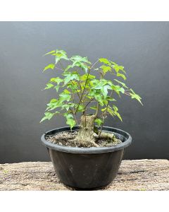 PRÉ BONSAI ACER TRIDENTE 1