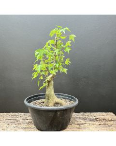 PRÉ BONSAI ACER TRIDENTE 1