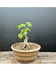 PRÉ BONSAI ACER TRIDENTE 1