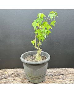 PRÉ BONSAI ACER TRIDENTE 1