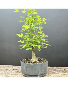 PRÉ BONSAI ACER TRIDENTE 1