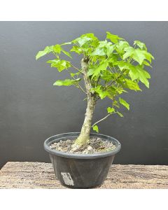 PRÉ BONSAI LIQUIDAMBAR 1