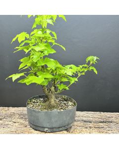 PRÉ BONSAI LIQUIDAMBAR 1