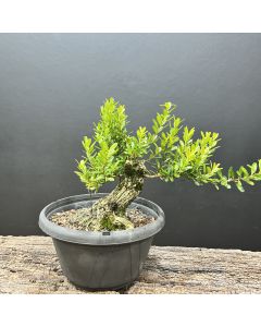 PRÉ BONSAI BUXUS HARLANDII 1