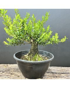 PRÉ BONSAI BUXUS HARLANDII 1