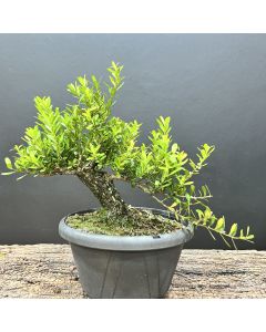 PRÉ BONSAI BUXUS HARLANDII 1