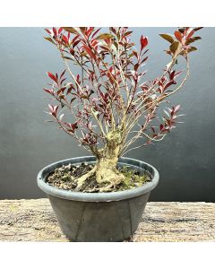 PRÉ BONSAI AZALEIA RUBRA 1