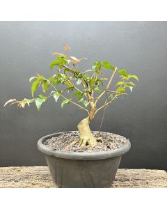 PRÉ BONSAI PITANGA 1