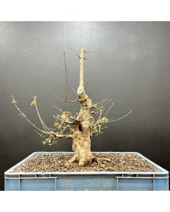 PRÉ BONSAI ACER TRIDENTE 1