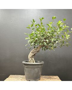 PRÉ BONSAI FICUS TIGER 1