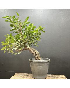 PRÉ BONSAI FICUS TIGER 1