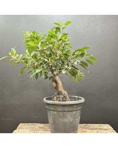 PRÉ BONSAI FICUS TIGER 1