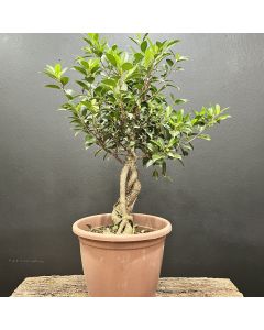 PRÉ BONSAI FICUS TIGER 1