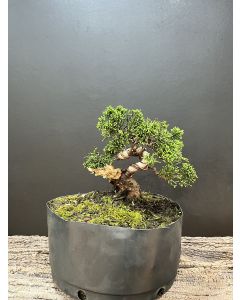 PRÉ BONSAI SHIMPAKU KISHU